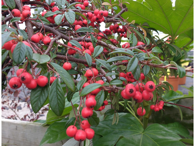 Cotoneaster salicifolius var. repens