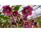Helleborus orientalis Anemone Red