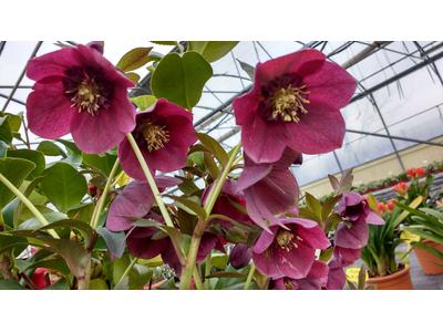 Helleborus orientalis