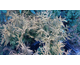 Thuya occidentalis Golden Globe
