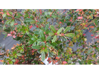 Berberis darwinii