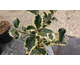 Ilex aquifolium Argenteomarginata