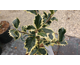 Ilex aquifolium