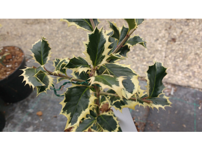 Ilex aquifolium