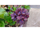 Hydrangea macrophylla Forever & Ever Purple