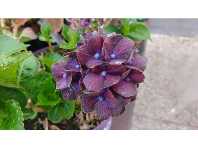 Hydrangea macrophylla