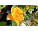 Rosa L'Elegante du Phyla