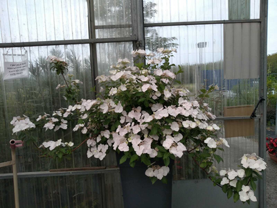 Fase 2 - Primavera 2020