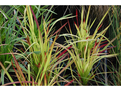 Imperata cylindrica