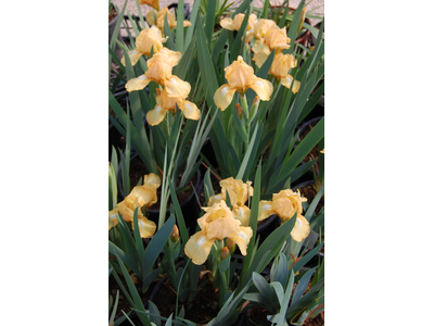 Iris barbata-nana