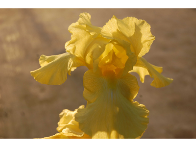 Iris germanica