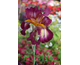 Iris germanica Kissing Circle
