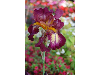 Iris germanica
