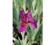 Iris germanica Senlac