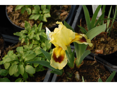 Iris pumila