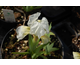 Iris pumila Die Brault
