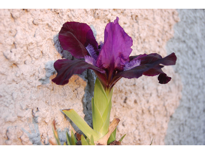 Iris pumila