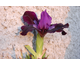 Iris pumila Little Shadow