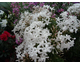 Jasminum officinalis 