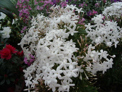 Jasminum officinalis