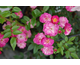 Rosa Jet Flame