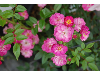 Rosa