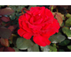Rosa Josephine