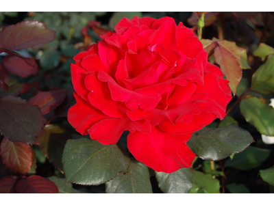 Rosa