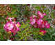 Rosa Juanita