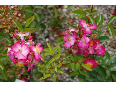 Rosa