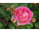 Rosa Jubilee Celebration