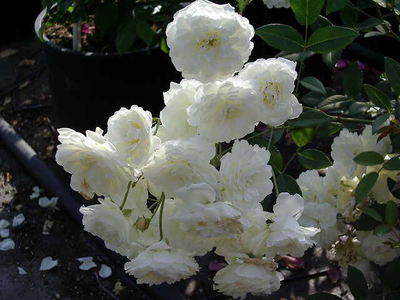 Rosa