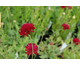 Knautia macedonica Mars Midget