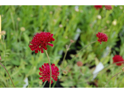 Knautia macedonica