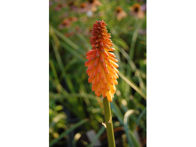 Kniphofia