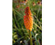 Kniphofia Alcazar