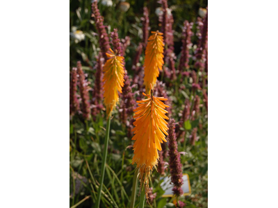 Kniphofia