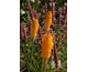Kniphofia Mango Popsicle ®
