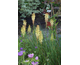 Kniphofia Pineapple Popsicle ®