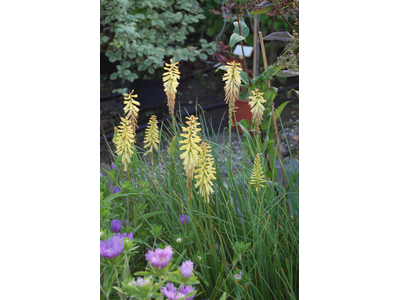 Kniphofia