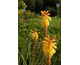 Kniphofia Wrexham Buttercup