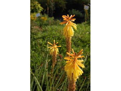 Kniphofia