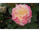 Rosa Kordes Jubilee