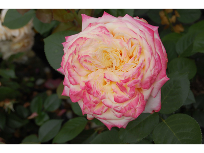 Rosa