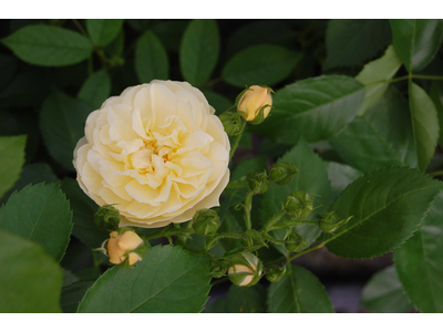 Rosa