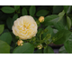 Rosa La Feuillerie