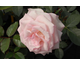 Rosa Lace