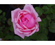 Rosa Lady Mary Fitzwilliam