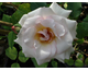 Rosa Lady Sylvia Clg