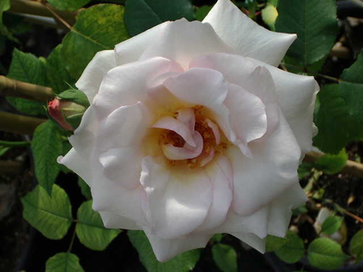 Rosa